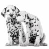 Dekorszalvéta - Dalmatians